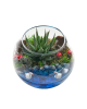 Cam Fanusta Haworthia Teraryumu